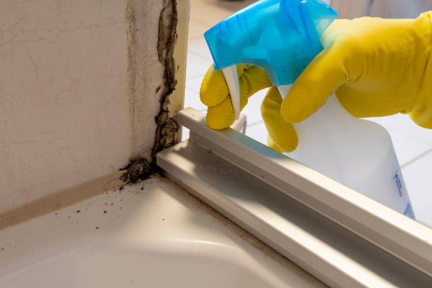 Best Biohazard Mold Removal  in USA